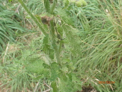 Papaver aculeatum