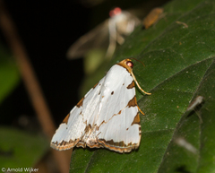 Eulepidotis testaceiceps