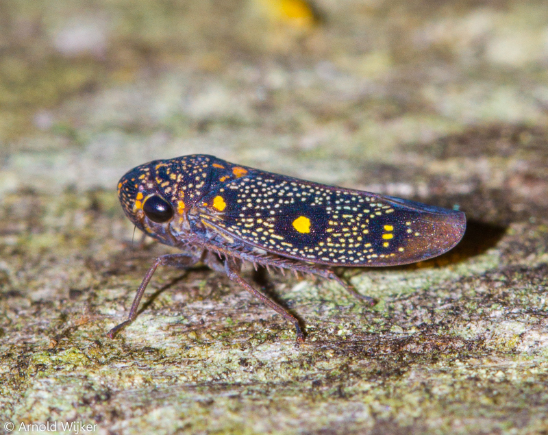 Oragua osborni
