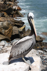 Pelecanus thagus