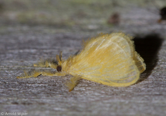 Dalceridae