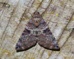 Coenipeta bibitrix