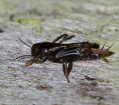 Tridactylidae