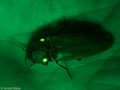 Pyrophorus noctilucus