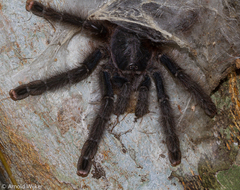 Avicularia