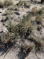 Agave schottii schottii