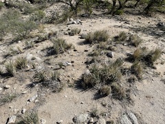 Agave schottii schottii