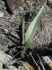 Tulipa patens