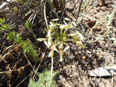 Pelargonium rapaceum