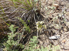 Pelargonium rapaceum