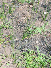 Juncus mexicanus