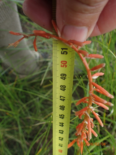 Image of Kniphofia angustifolia by no rights reserved