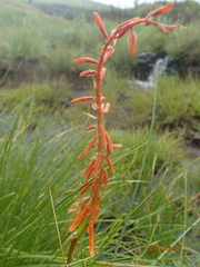 Kniphofia angustifolia