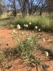 Ptilotus xerophilus