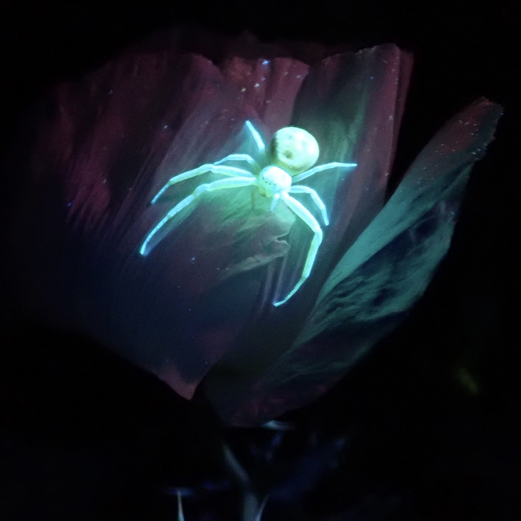 Swift Crab Spider