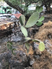 Opuntia lasiacantha