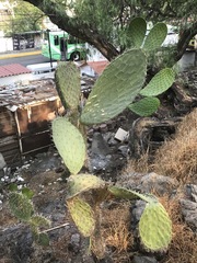 Opuntia lasiacantha