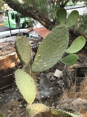 Opuntia lasiacantha