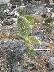 Opuntia lasiacantha