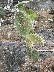 Opuntia lasiacantha
