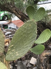 Opuntia lasiacantha