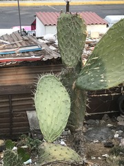 Opuntia lasiacantha