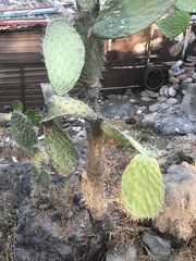Opuntia lasiacantha