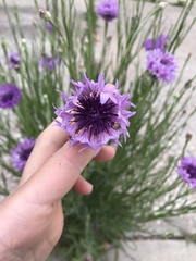 Centaurea cyanus