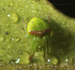 Araneus cyrtarachnoides