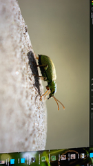 Polydrusus formosus