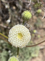 Chaenactis artemisiifolia