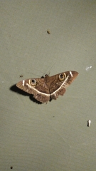Cyligramma latona