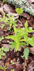 Silene stellata