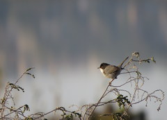 Curruca melanocephala