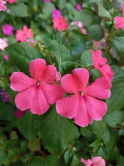 Impatiens walleriana