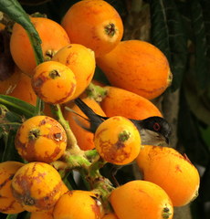 Curruca melanocephala