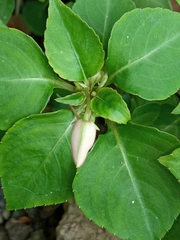 Impatiens walleriana