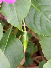 Impatiens walleriana