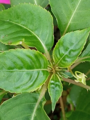 Impatiens walleriana