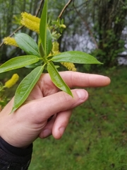 Salix prolixa