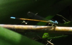 Coenagrionidae