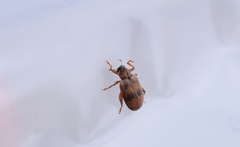 Orchestes steppensis