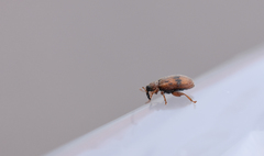 Orchestes steppensis