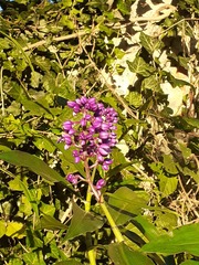 Dichorisandra thyrsiflora