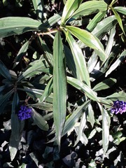 Dichorisandra thyrsiflora