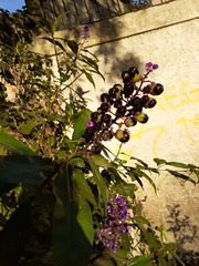 Dichorisandra thyrsiflora