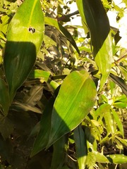 Dichorisandra thyrsiflora