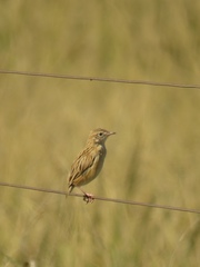 Cisticola aridulus