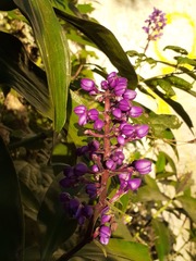 Dichorisandra thyrsiflora