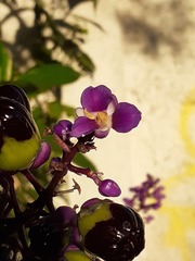 Dichorisandra thyrsiflora